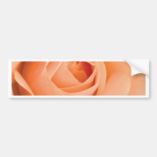 Orange Rose Autoaufkleber (Vorne)