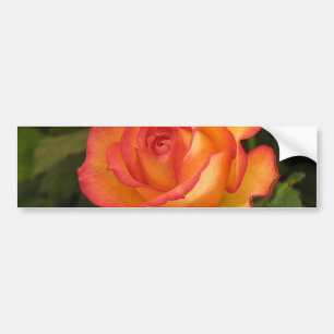 Orange Rose Autoaufkleber