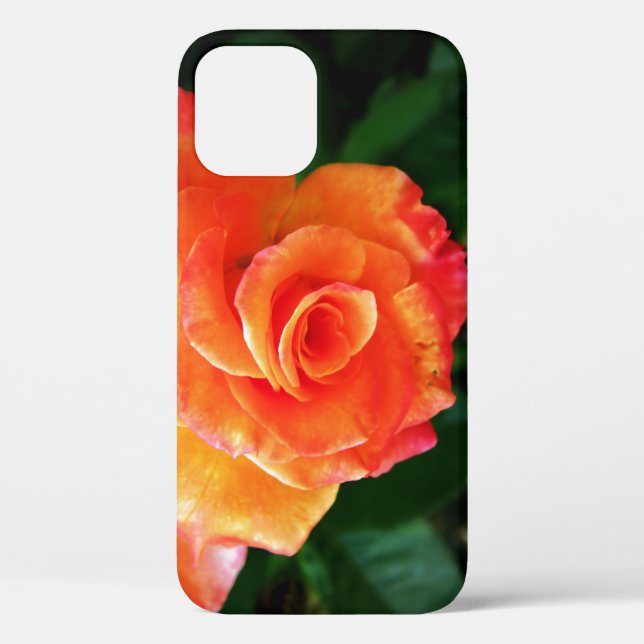Orange Rose Blume Case-Mate iPhone Hülle (Rückseite)