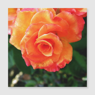 Orange Rose Blume Magnetkarte