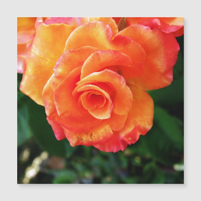 Orange Rose Blume Magnetkarte (Vorderseite)