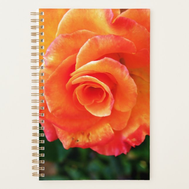 Orange Rose Blume Planer (Vorderseite)