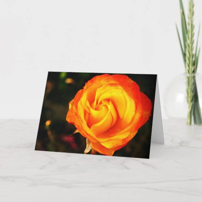 Orange Rose Feiertagskarte (Vorderseite)