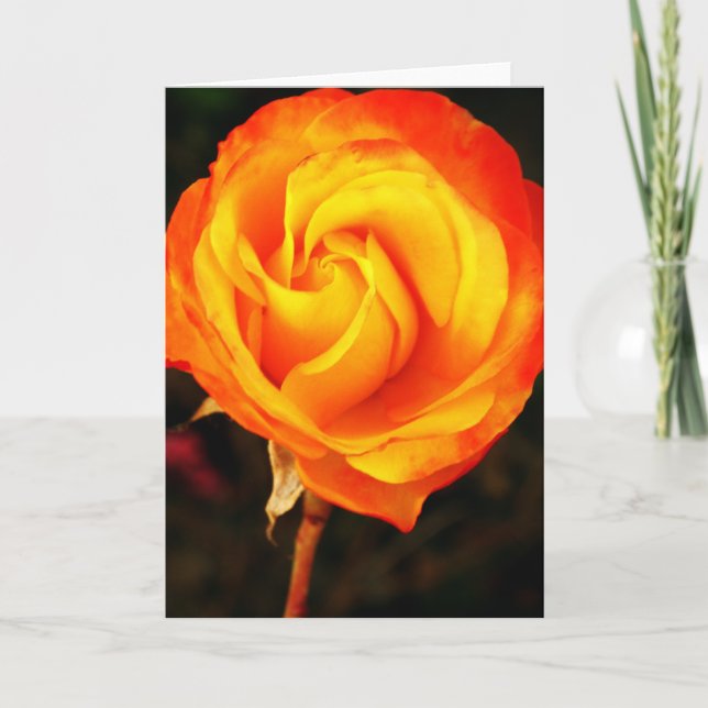 Orange Rose Feiertagskarte (Vorderseite)