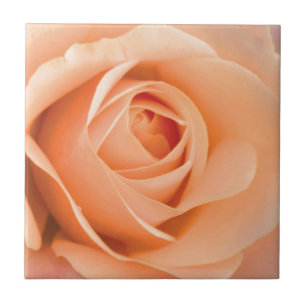 Orange Rose Fliese