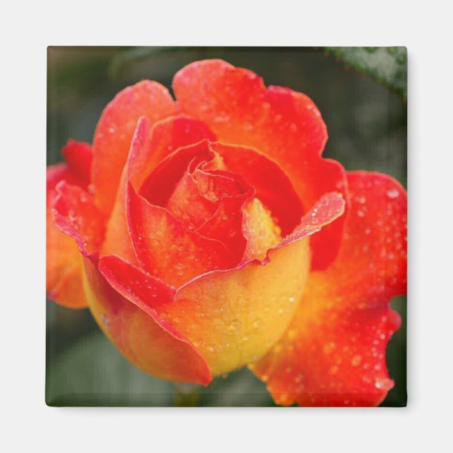 Orange Rose Floral Magnet (Vorne)