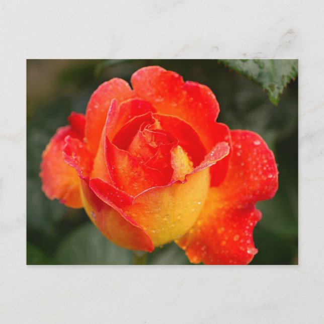 Orange Rose Floral Postkarte (Vorderseite)