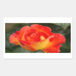 Orange Rose Floral Rechteckiger Aufkleber