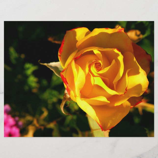 Orange Rose Flyer (Vorne)