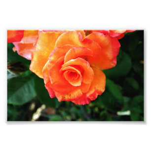 Orange Rose Fotografie