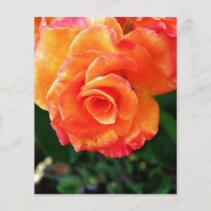Orange Rose Fotografie Flyer