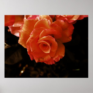 Orange Rose Fotografie Poster