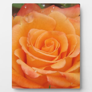Orange Rose Fotoplatte