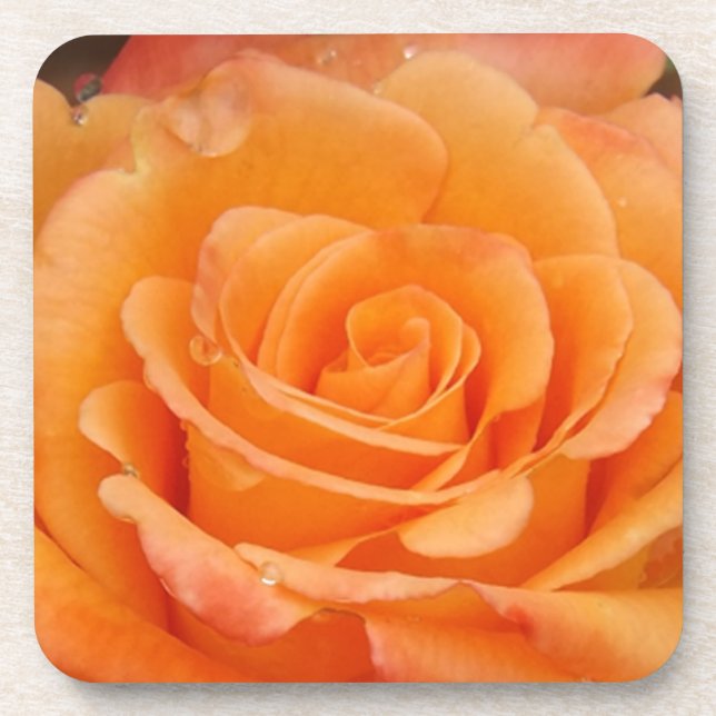 Orange Rose Getränkeuntersetzer (Vorderseite)