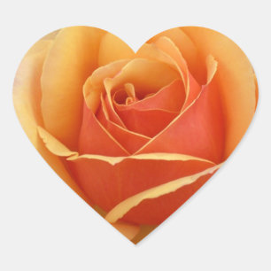 Orange Rose Herz-Aufkleber