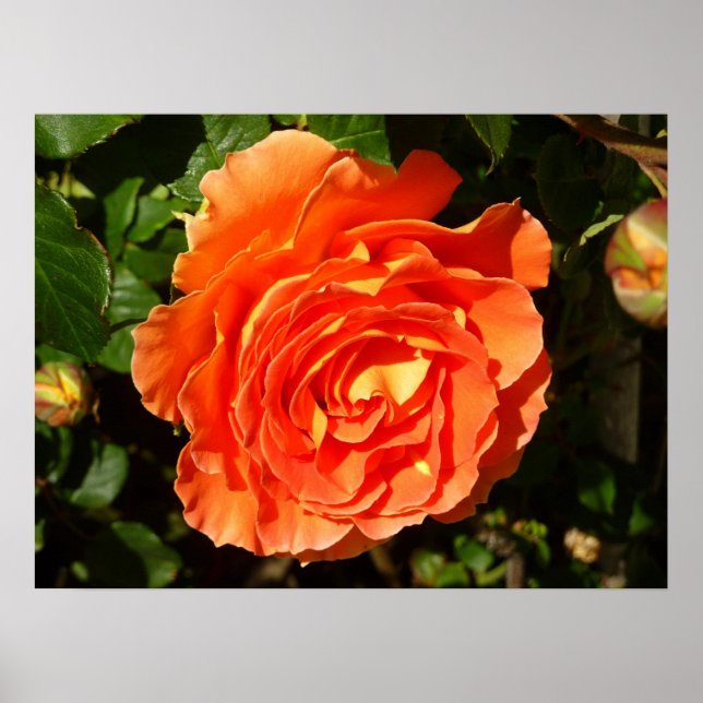 Orange Rose I Hübsch Poster (Vorne)