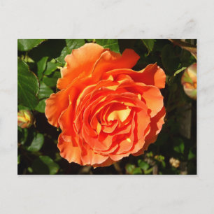Orange Rose I Hübsch Postkarte