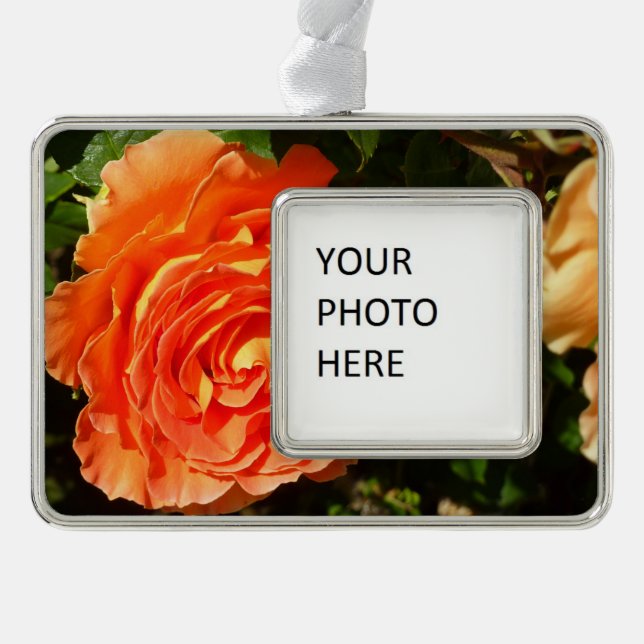 Orange Rose I Hübsch Rahmen-Ornament Silber (Vorderseite)