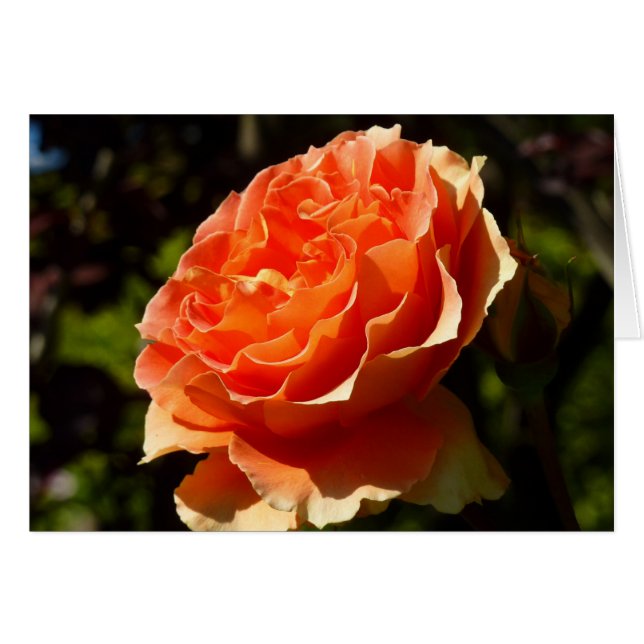 Orange Rose II Beautiful Floral (Vorderseite (Horizontal))