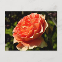 Orange Rose II Beautiful Floral