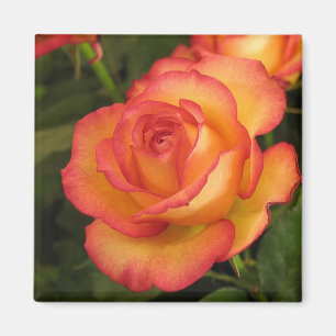 Orange Rose Magnet