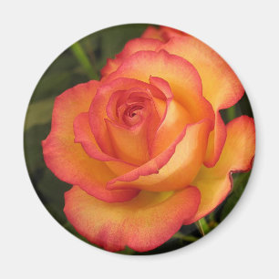 Orange Rose Magnet