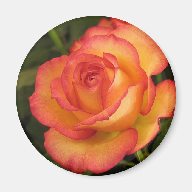 Orange Rose Magnet (Vorne)