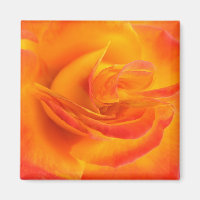Orange Rose Magnet