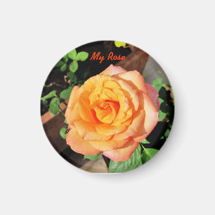 Orange Rose Magnet