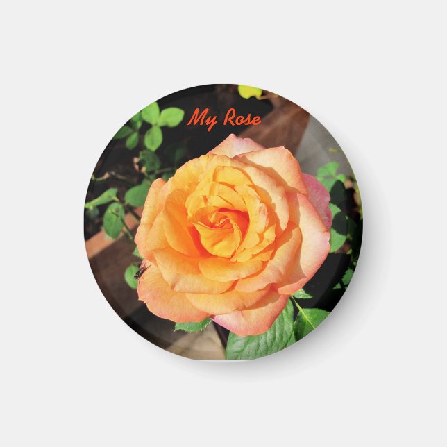 Orange Rose Magnet (Vorne)