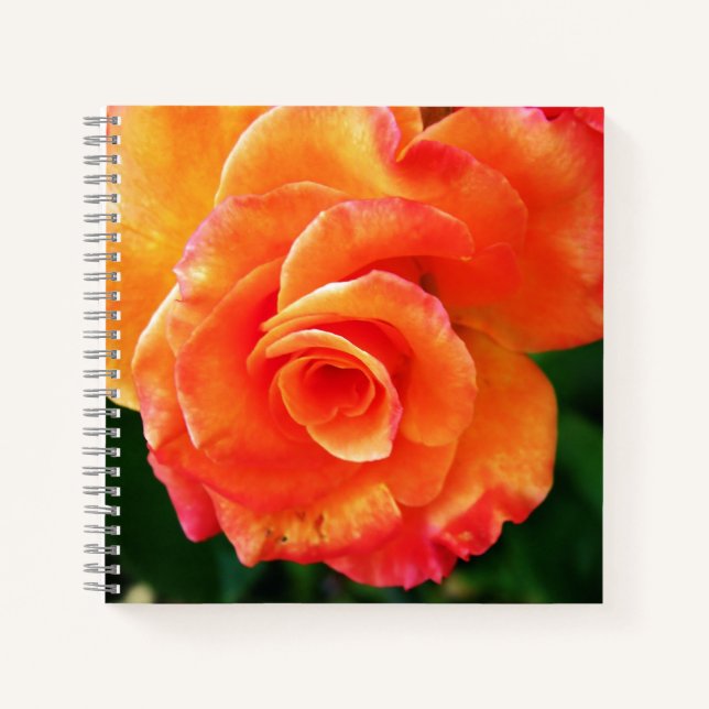 Orange Rose Notizbuch (Vorderseite)