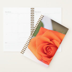 Orange Rose Petals Blume Floral Planer