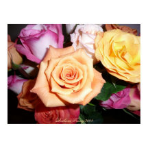 Orange Rose