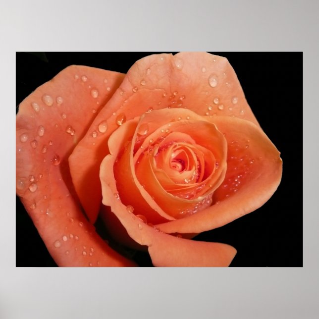 Orange Rose Poster (Vorne)