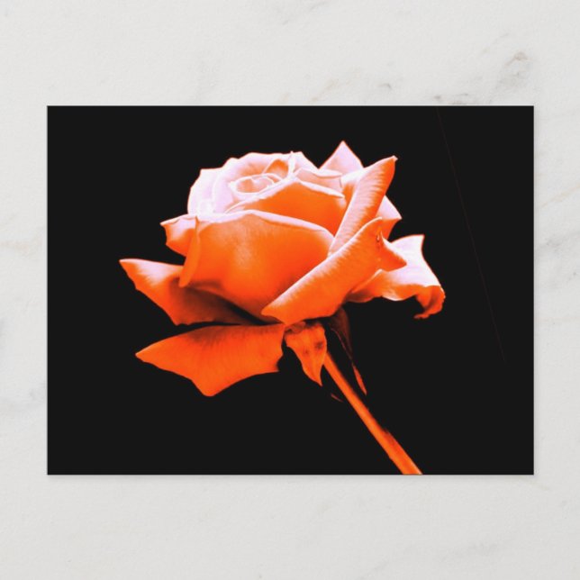Orange Rose Postkarte (Vorderseite)