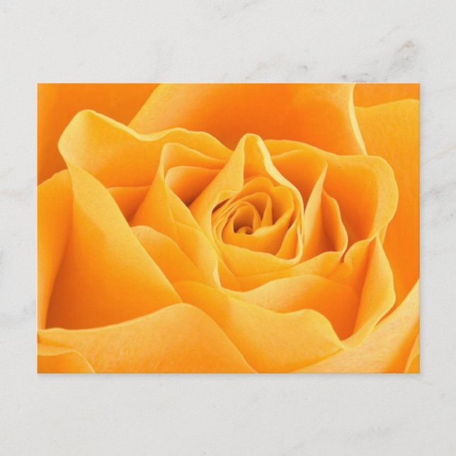 Orange Rose Postkarte (Vorderseite)
