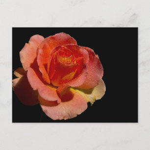 Orange Rose Postkarte