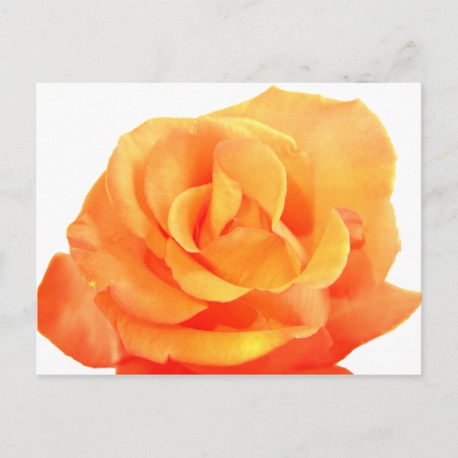 Orange Rose Postkarte (Vorderseite)