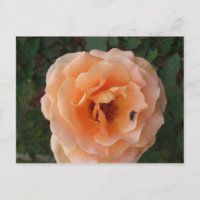 Orange Rose Postkarte