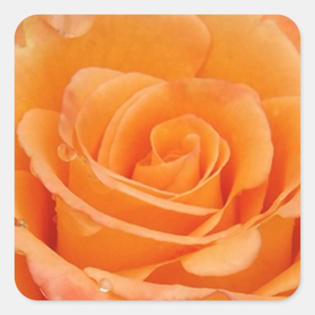 Orange Rose Quadratischer Aufkleber (Vorderseite)