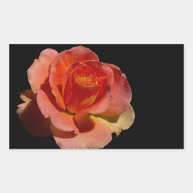 Orange Rose Rechteckiger Aufkleber (Vorderseite)