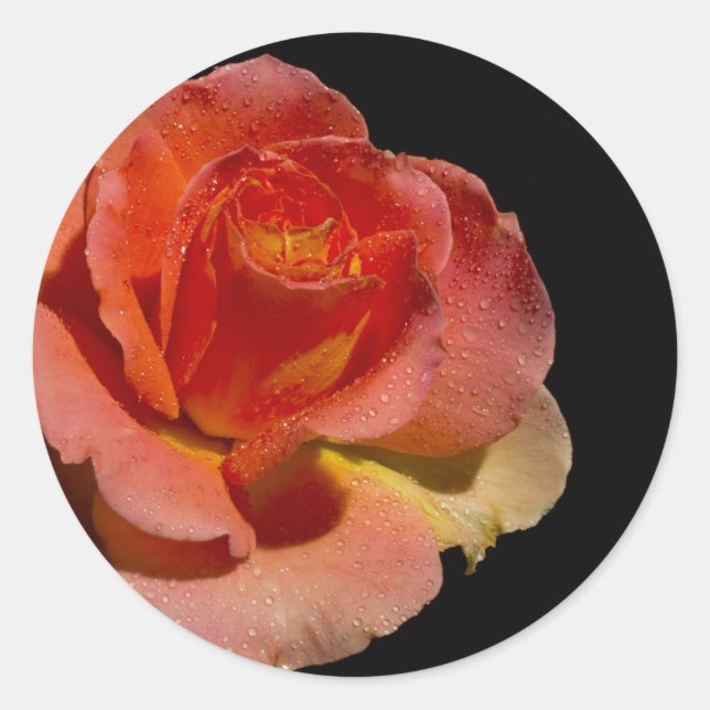 Orange Rose Runder Aufkleber (Vorderseite)