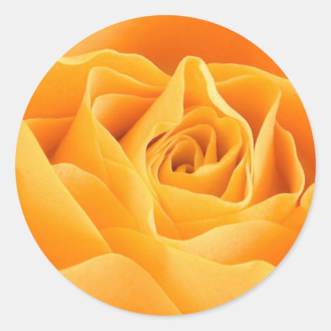 Orange Rose Runder Aufkleber (Vorderseite)