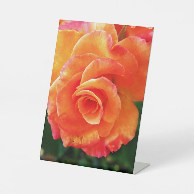 Orange Rose Sockelschild (Vorderseite)