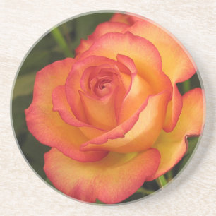 Orange Rose Untersetzer