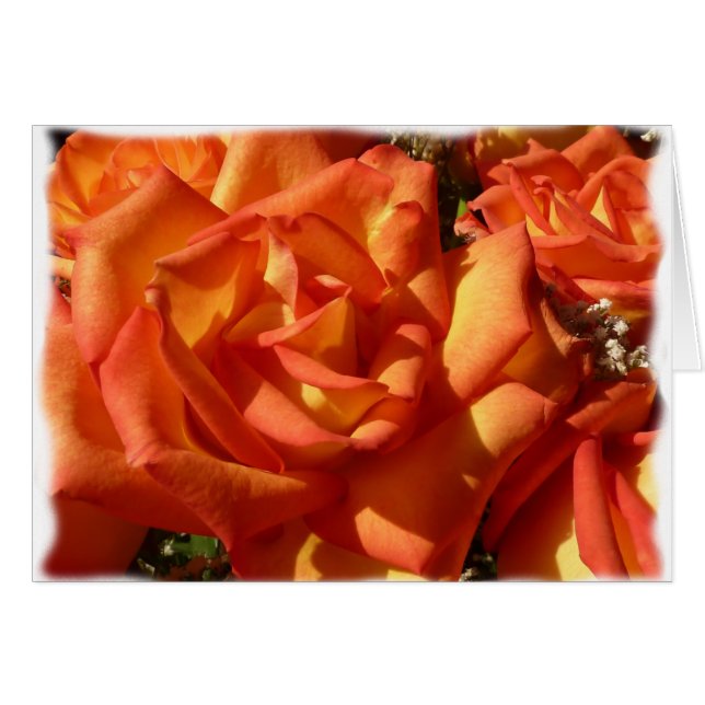 Orange Rosen-Karte (Vorderseite (Horizontal))