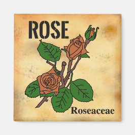 Orange-Rosen-Linienkunst im Stil von gealtertem Pa Magnet