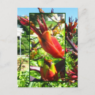 Orange rouge fleurit de Flax carte postale