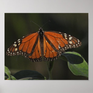 Orange Schmetterling Naturfotografie Poster