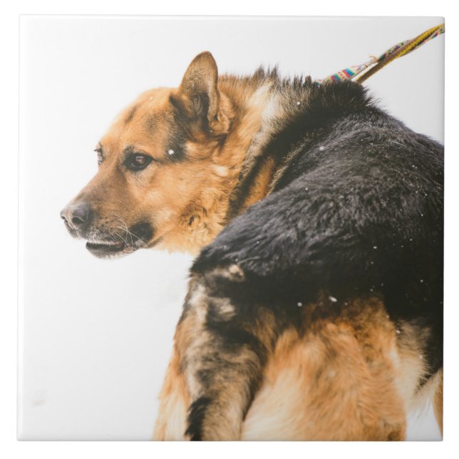 Orange schwarzer Hund Fliese (Vorderseite)